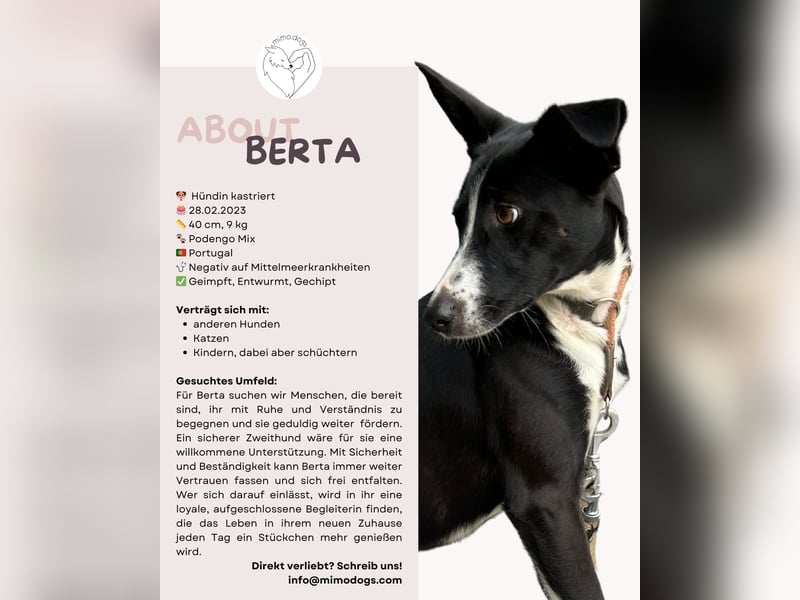 BERTA: Engel auf 4 Pfoten