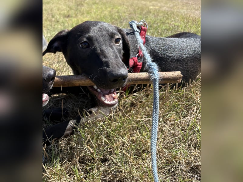 Sarafina - Liebevolles Hundemädchen sucht Zuhause
