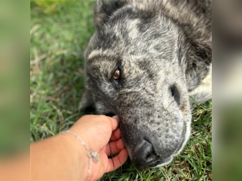❤️LOBA❤️