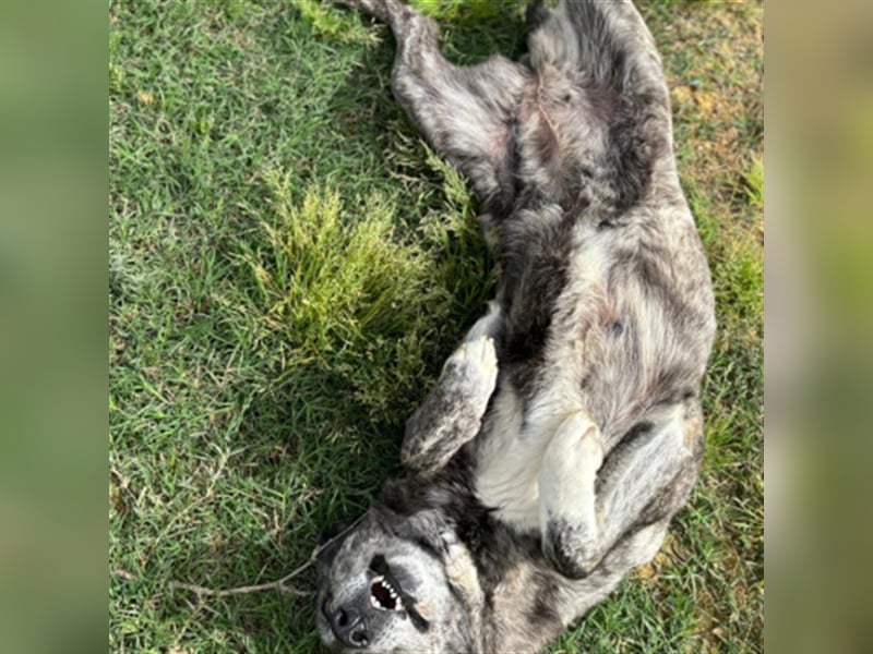 ❤️LOBA❤️