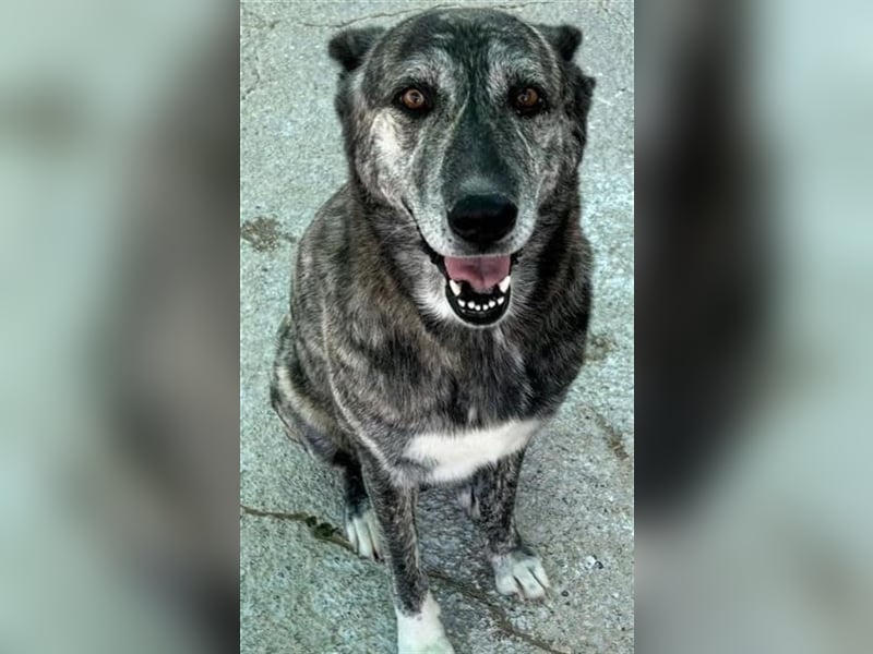 ❤️LOBA❤️