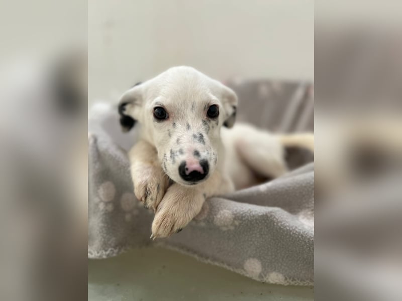 Zuckersüße TONJA auf Pflegestelle in 31061 Alfeld sucht ihr Körbchen für immer!