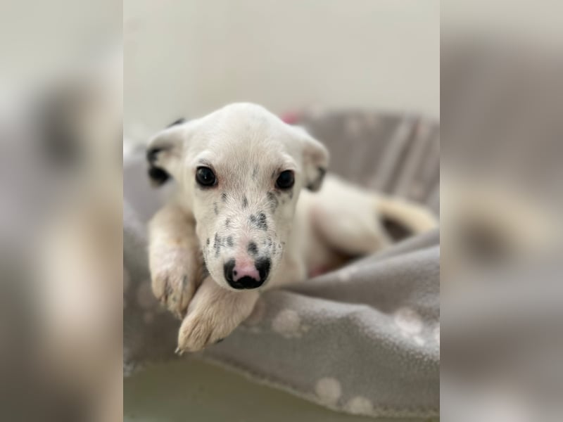 Zuckersüße TONJA auf Pflegestelle in 31061 Alfeld sucht ihr Körbchen für immer!