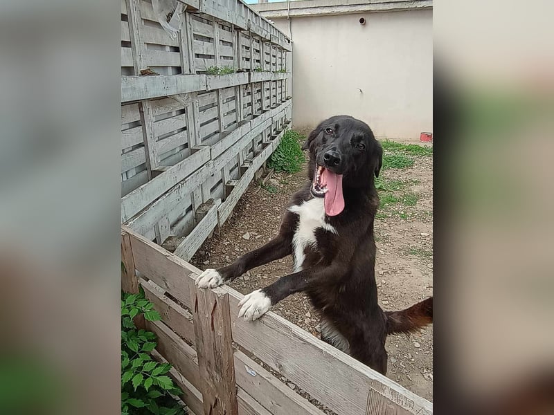 Sonnenschein sucht Zuhause - Hannah