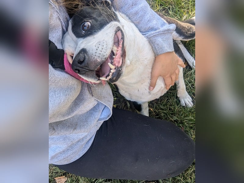Amara sucht geduldiges Traumzuhause
