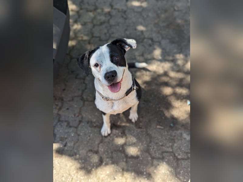 Amara sucht geduldiges Traumzuhause