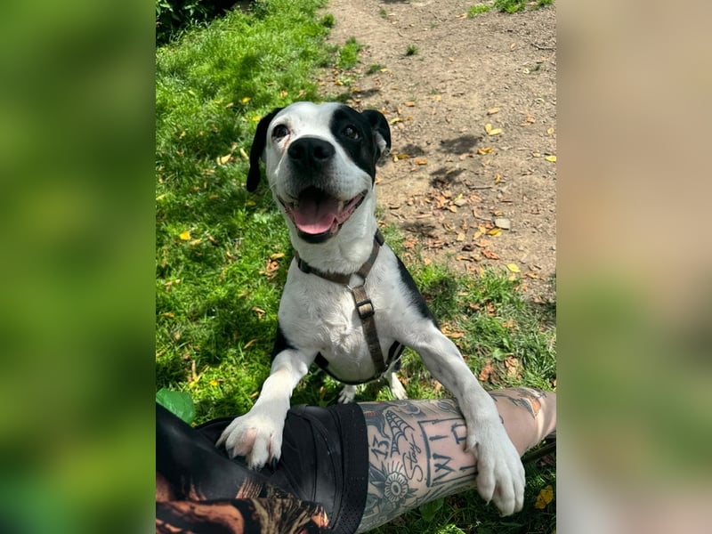 Amara sucht geduldiges Traumzuhause