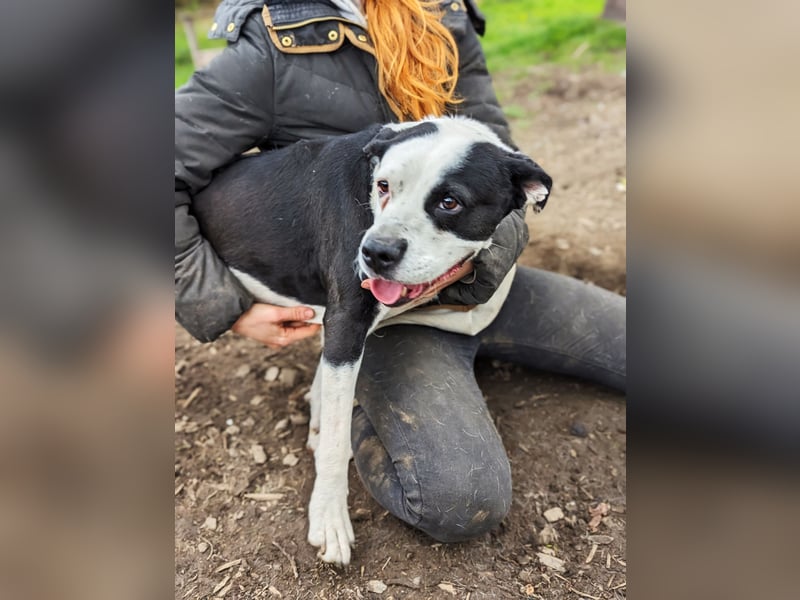 Amara sucht geduldiges Traumzuhause