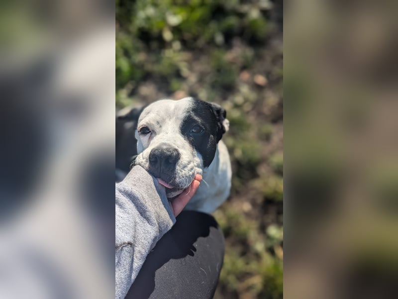 Amara sucht geduldiges Traumzuhause