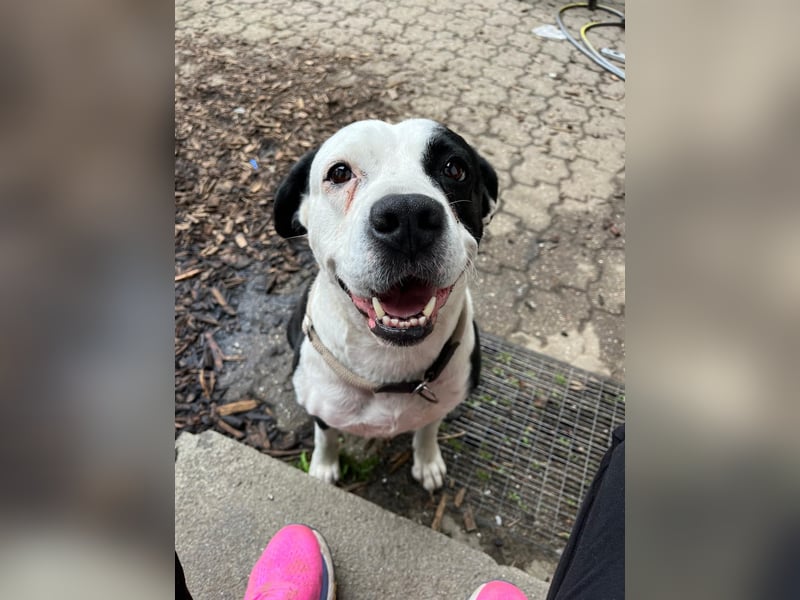 Amara sucht geduldiges Traumzuhause