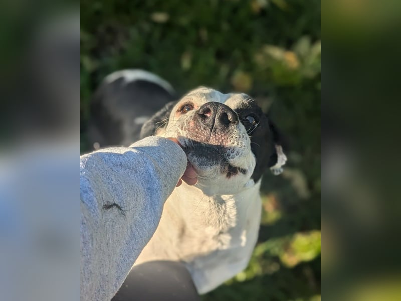 Amara sucht geduldiges Traumzuhause