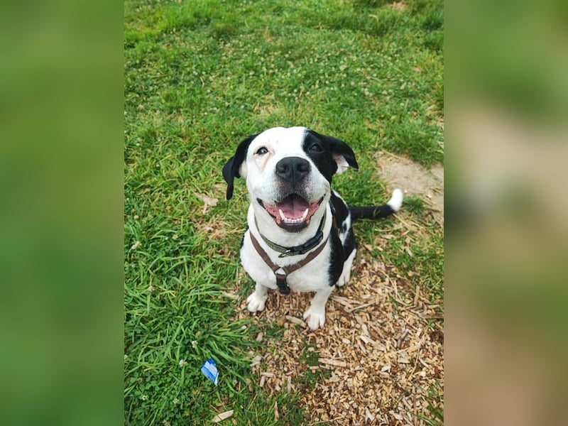 Amara sucht geduldiges Traumzuhause