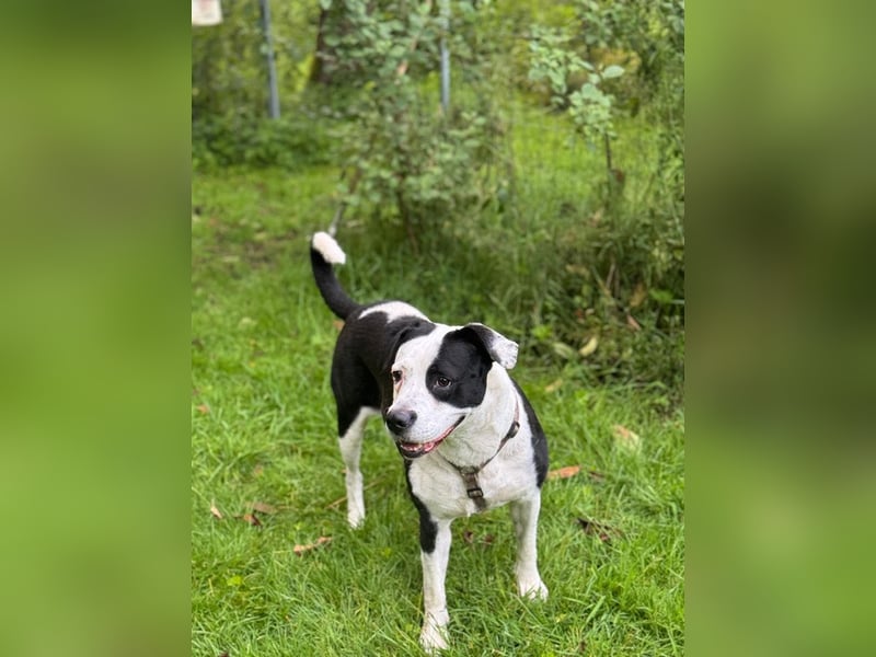 Amara sucht geduldiges Traumzuhause
