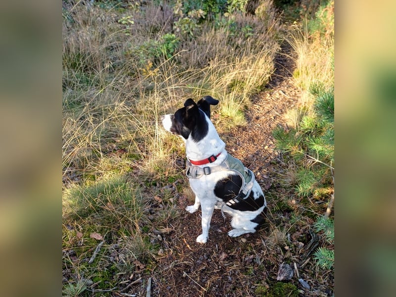 Border Collie Mischling 3 Jahre