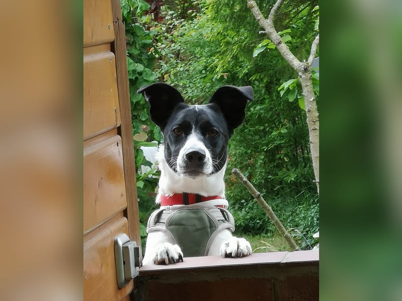 Border Collie Mischling 3 Jahre
