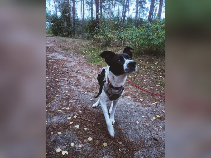 Border Collie Mischling 3 Jahre