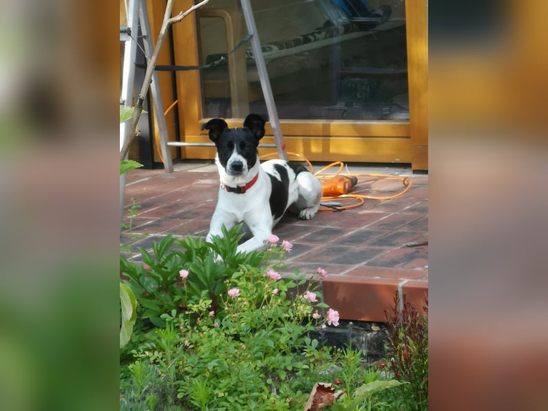 Border Collie Mischling 3 Jahre