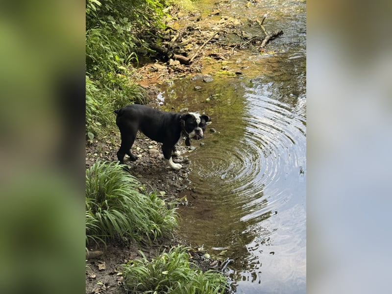 Liebevolle Old Englische Bulldoggen Hündin  "Diva" sucht neues Zuhause 