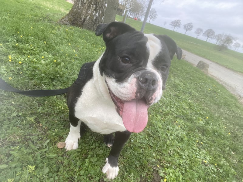 Liebevolle Old Englische Bulldoggen Hündin  "Diva" sucht neues Zuhause 