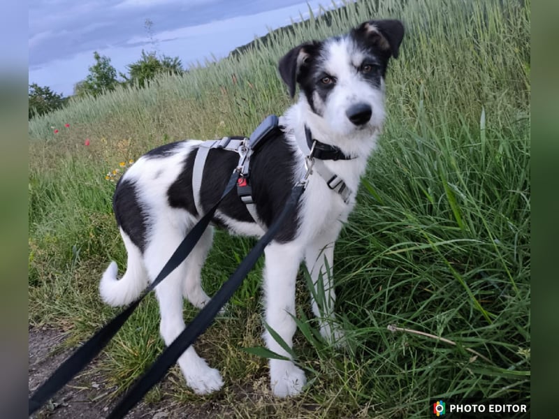 Lucy, aktives Zuhause gesucht, PS in 33034 Brakel