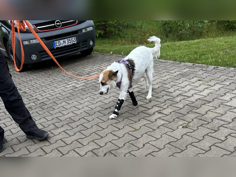 Valentina, ein ganz besondere Hündin, PS in 85461 Bockhorn