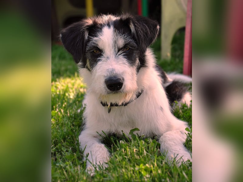 Lucy, unser Sonnenschein sucht ihr Familie, PS in 33034 Brakel