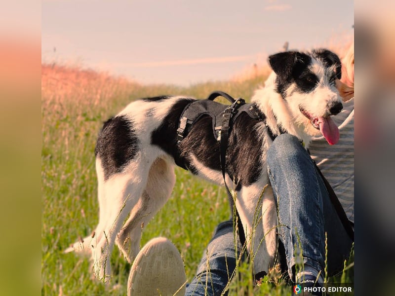 Lucy, unser Sonnenschein sucht ihr Familie, PS in 33034 Brakel