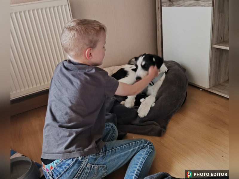 Lucy, aktives Zuhause gesucht, PS in 33034 Brakel