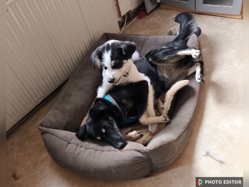 Lucy, aktives Zuhause gesucht, PS in 33034 Brakel