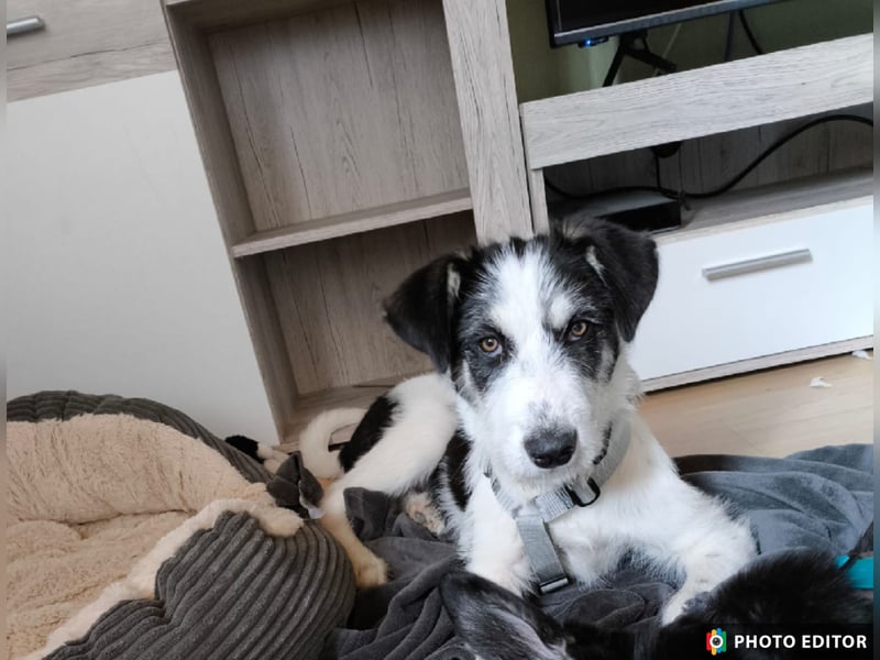 Lucy, aktives Zuhause gesucht, PS in 33034 Brakel