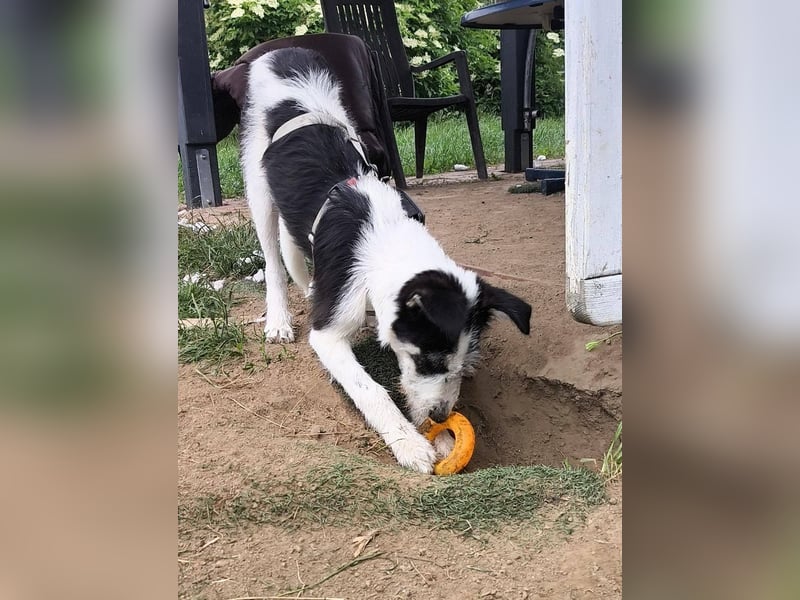 Lucy, aktives Zuhause gesucht, PS in 33034 Brakel