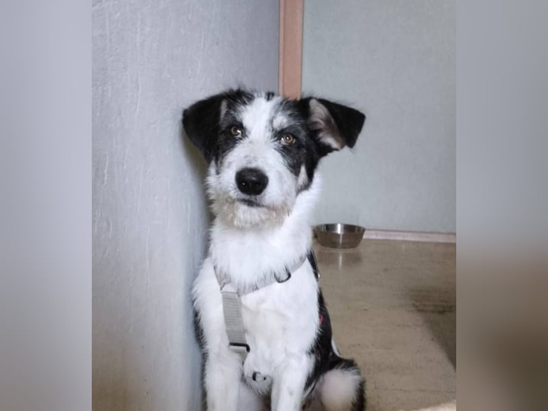 Lucy, aktives Zuhause gesucht, PS in 33034 Brakel