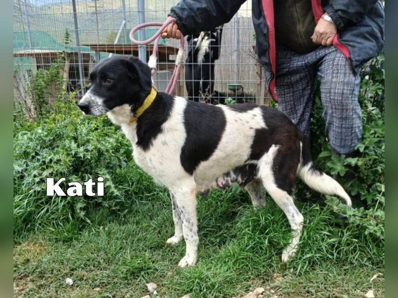 Kati,geb.05/23,liebes Hundemädchen sucht ihre Familie