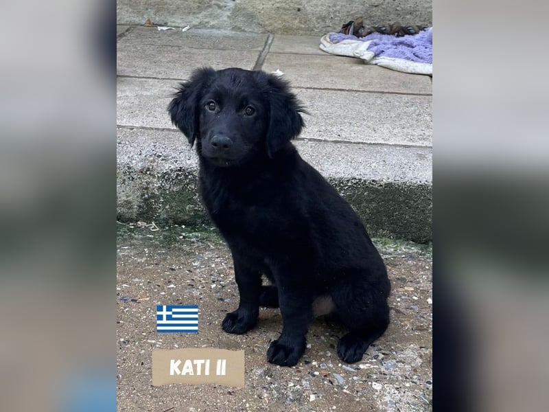 Kati,geb,02/25,hübsches Labrador Mix Mädchen sucht ihre Familie