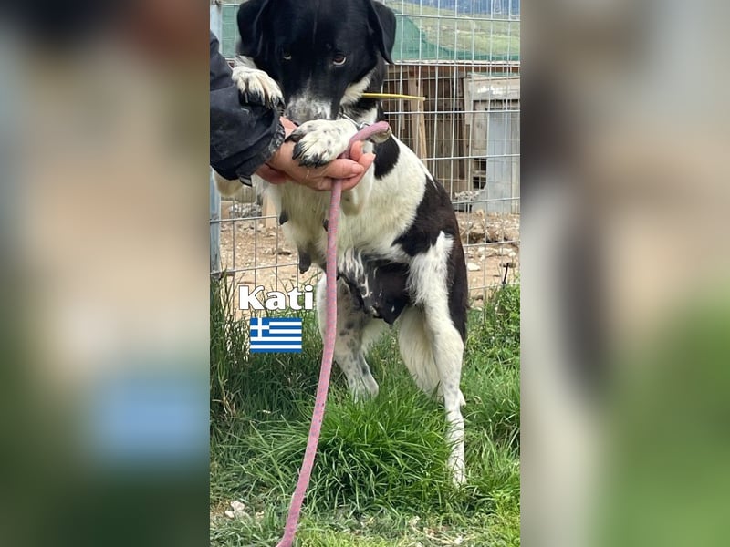 Kati,geb.05/23,liebes Hundemädchen sucht ihre Familie