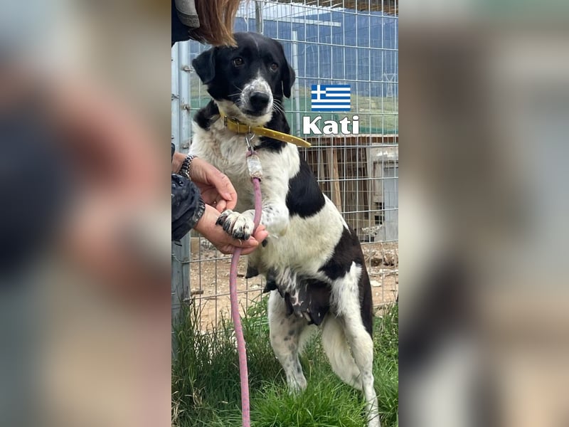 Kati,geb.05/23,liebes Hundemädchen sucht ihre Familie
