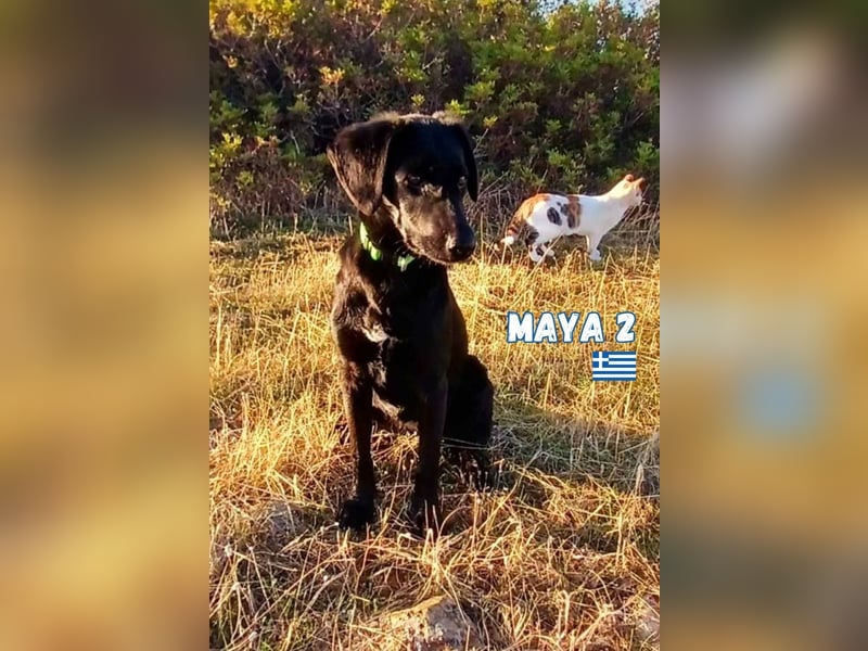 Maya,geb.05/24,kuschelbedürftiges Labrador-Mix Mädchen sucht ihre Familie