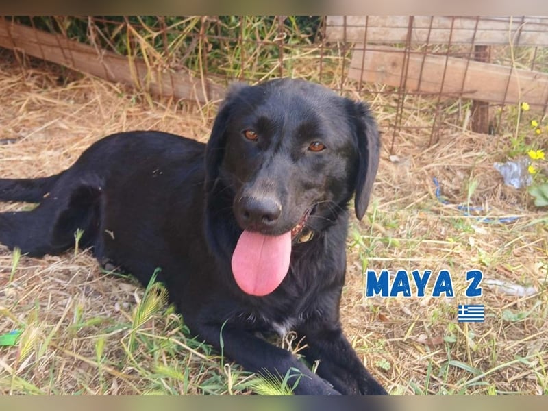 Maya,geb.05/24,kuschelbedürftiges Labrador-Mix Mädchen sucht ihre Familie