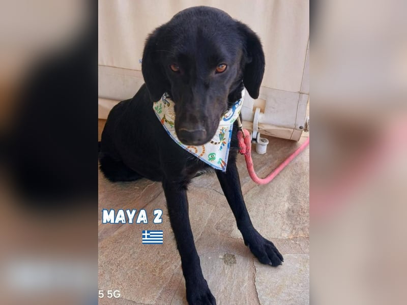 Maya,geb.05/24,kuschelbedürftiges Labrador-Mix Mädchen sucht ihre Familie