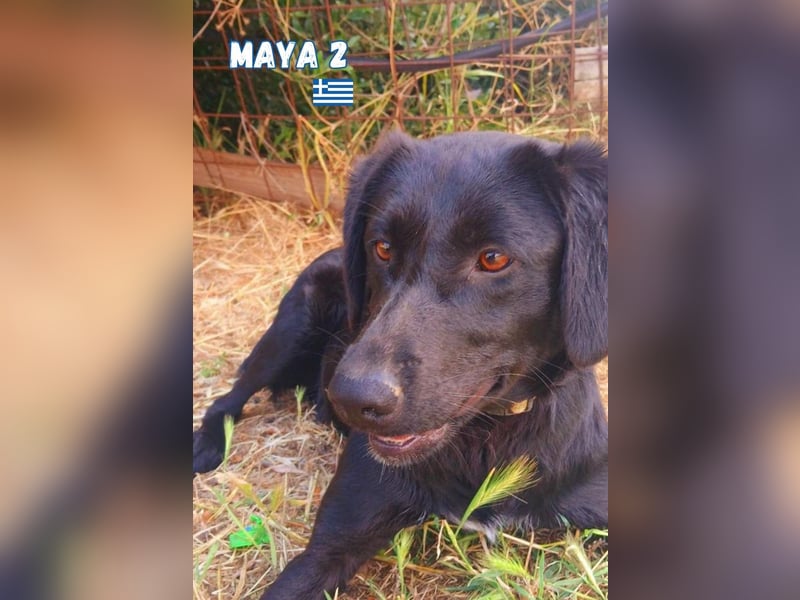 Maya,geb.05/24,kuschelbedürftiges Labrador-Mix Mädchen sucht ihre Familie