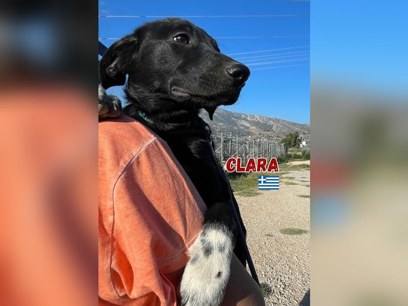 Clara,geb.03/25,verschmustes Hundemädchen sucht ihre Familie