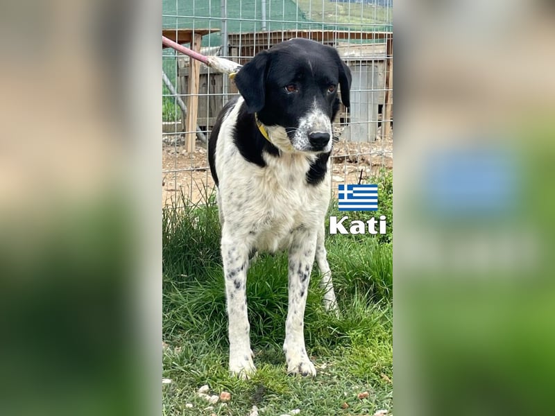 Kati,geb.05/23,liebes Hundemädchen sucht ihre Familie
