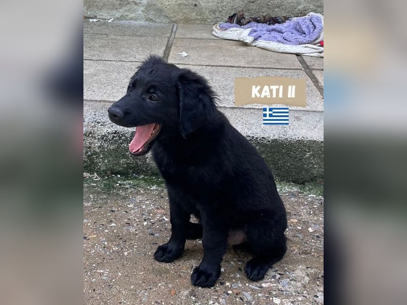 Kati,geb,02/25,hübsches Labrador Mix Mädchen sucht ihre Familie