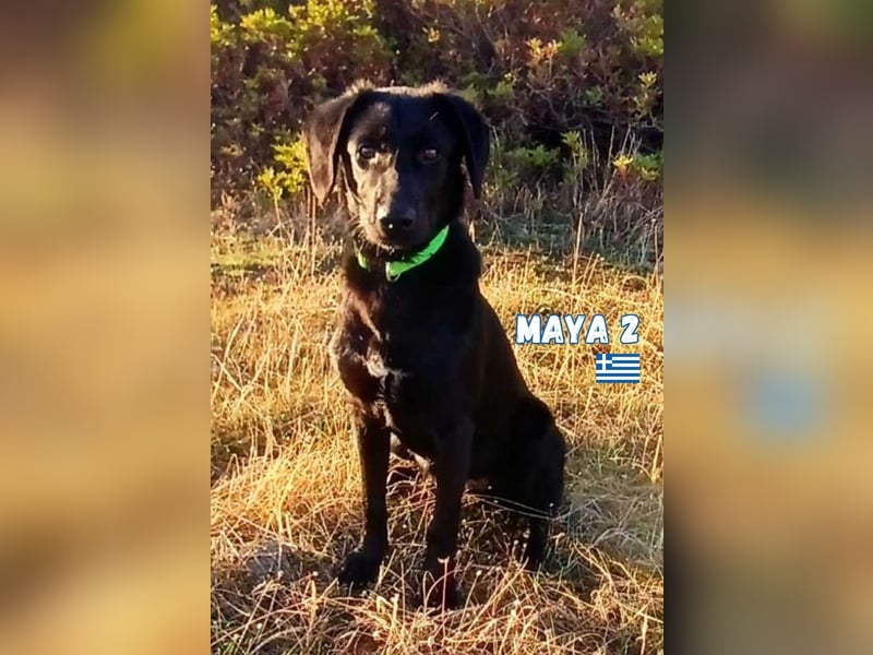Maya,geb.05/24,kuschelbedürftiges Labrador-Mix Mädchen sucht ihre Familie