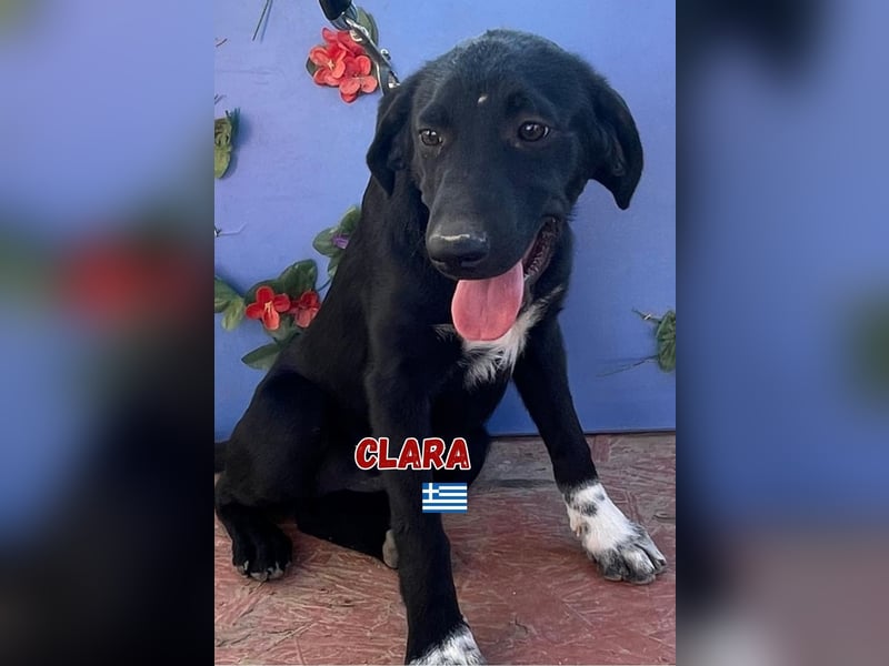 Clara,geb.03/25,verschmustes Hundemädchen sucht ihre Familie