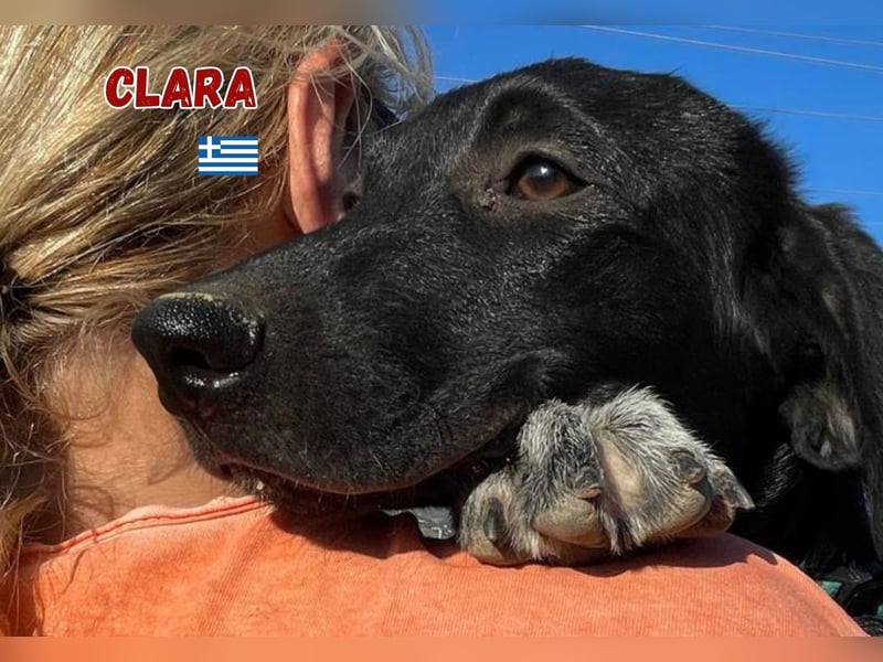 Clara,geb.03/25,verschmustes Hundemädchen sucht ihre Familie