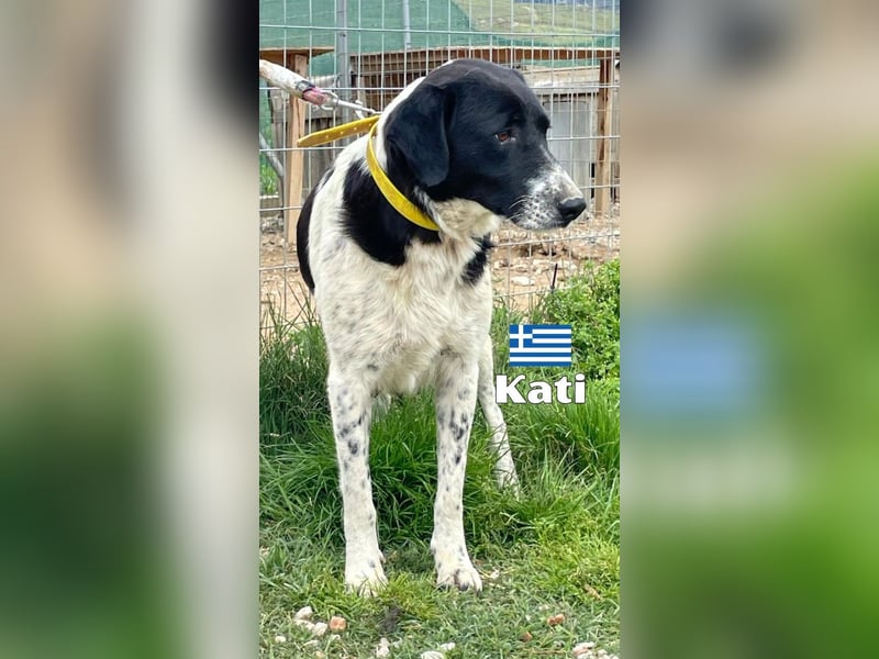 Kati,geb.05/23,liebes Hundemädchen sucht ihre Familie
