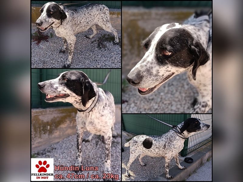 Luna Pointer Mischlingshündin Mischling Hündin sucht Zuhause oder Pflegestelle