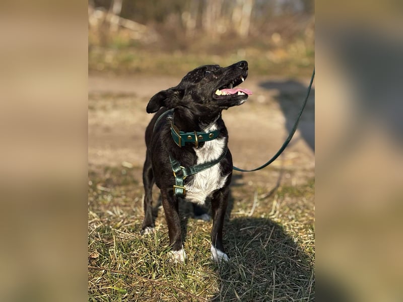 Bella / Lilly kleiner Mischling Hündin Junghund sucht Zuhause für immer