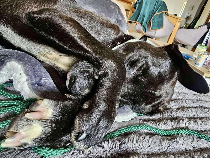 Zeta aktive Mischlingshündin Mischling Hündin katzenverträglich sucht Zuhause für immer